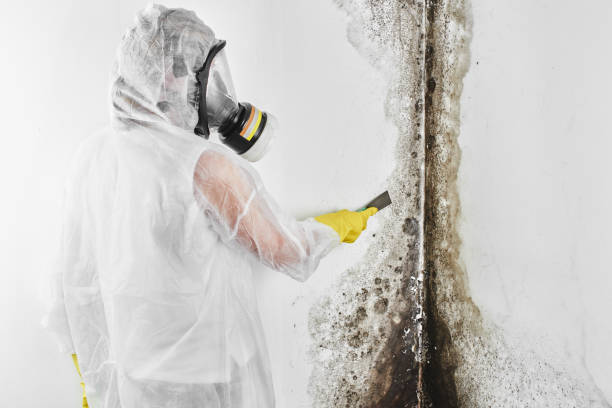 Best Localized Mold Remediation (e.g., coastal areas, humid climates) in Belle Isle, FL